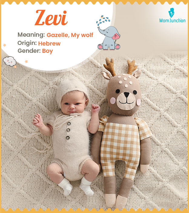 Zevi, meaning gazell