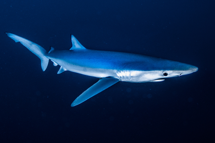 Eight Surprising Shark Facts