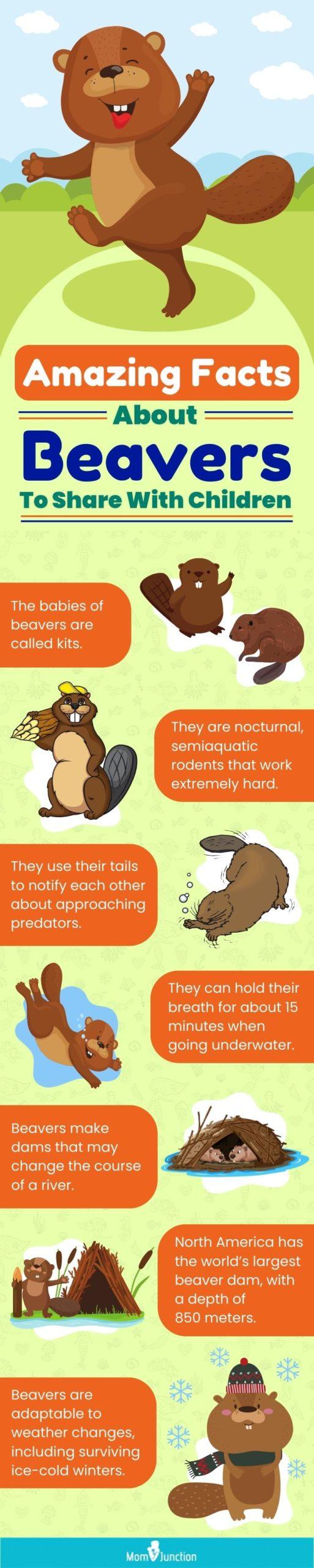 21 Unbelievable Beaver Facts And Information For Kids